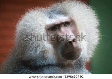 Beautiful Baboon with amazing fur just looking