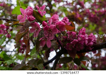Beautiful pink flowers of dark cherry plum on a branch in spring