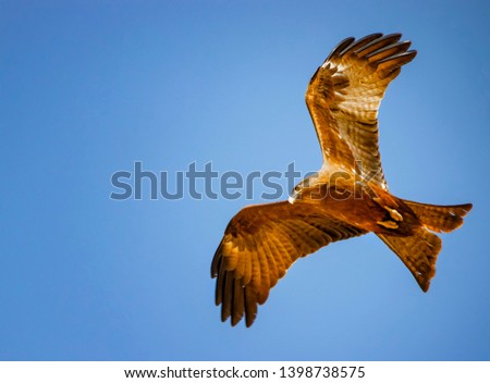 Black kite, Milvus migrans in flight in Senegal, Africa. Close up photo of big eagle. It is wildlife photo. There is blue sky. There is sunny day.