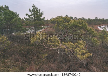 pine tree trunks and branches with green needles in swamp area. bright colors and blur background - vintage retro film look