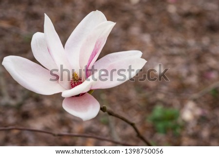 White magnolia blossom. Close up.