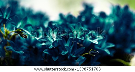 Panoramic view of cyan aquamarine Campanula flowers macro