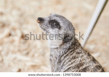 The little grey meerkat listens carefully 