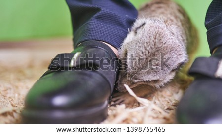 Little grey meerkat digs wood sawdust under the Shoe 