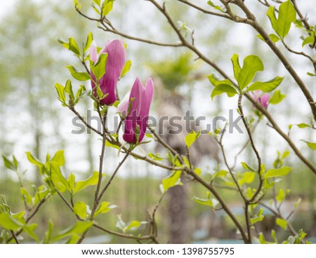 Magnolia flowers buds against a blured natural background