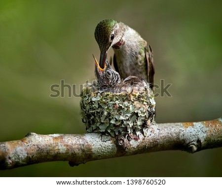 Hummingbird feeding baby in the nest