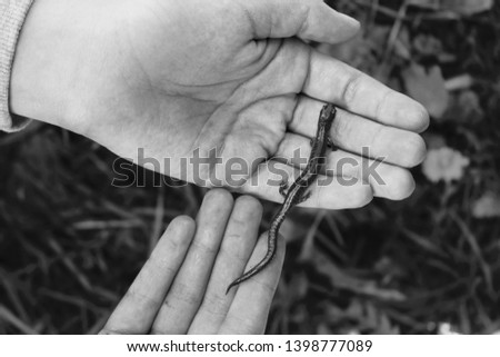 A girl holds a small salamander in her hands.