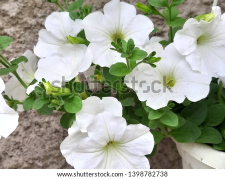 Photo. Blooming petunia. Floral background, spring bloom. Bright flowers on branch