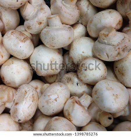 Macro photo food product vegetable mushrooms champignons. Texture white mushrooms champignons.