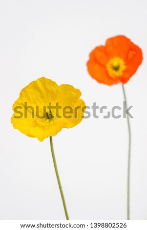 poppy flower on white background