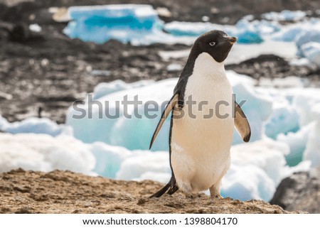 Adelie penguin is staying on a stone cloth-up with icebergs in the background in Antarctica