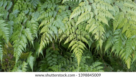 The ferns that grow naturally in the rainforest 