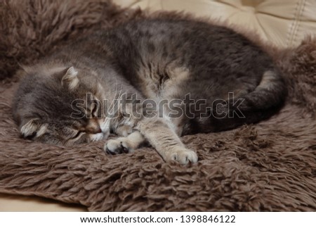 Cat.Scottish Fold with black spots color ,lying on the fur litter on the couch.