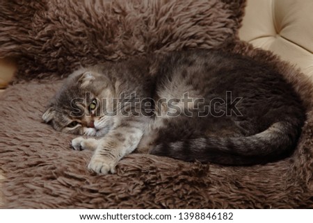 Cat.Scottish Fold with black spots color ,lying on the fur litter on the couch.