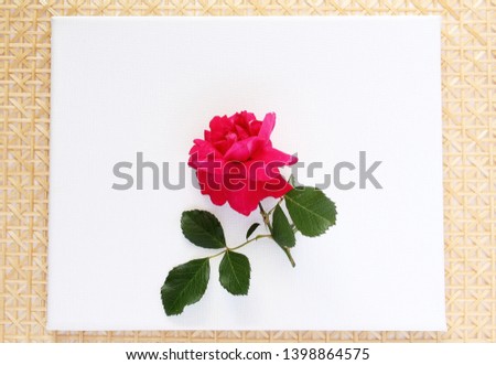 red rose flowerson canvas for valentines day or love religion related concept, top view,