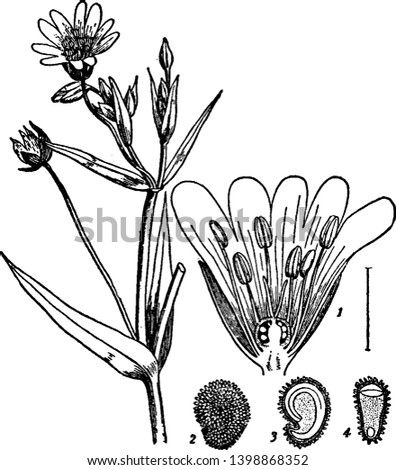 A picture showing different parts of stitchwort which is a flowering plant in the family Caryophyllaceae, vintage line drawing or engraving illustration.