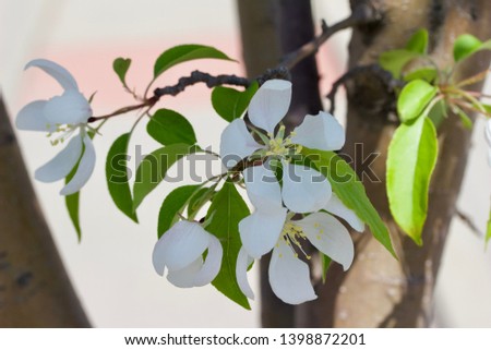Macro view of beautiful creamy white ornamental crabapple tree blossoms in full bloom
