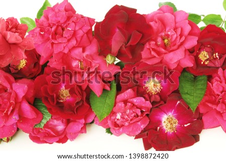 beautiful red roses arrangement for valentines day or love,religion,holiday related concept, top view on white background