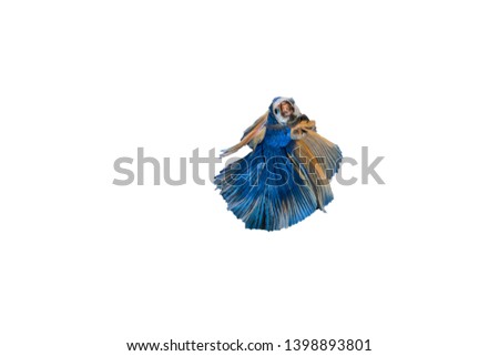 Blue siamese fighting fish with yellow fin,Betta splendens,on white background.
