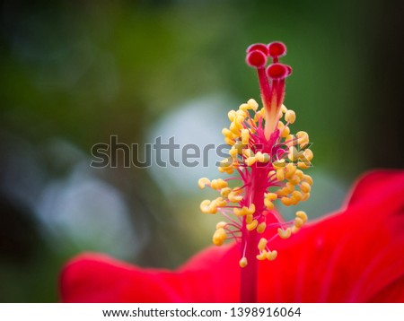 East Kallada; Kollam; Kerala; India - April 27; 2019: Hibiscus Red Flower macro picture