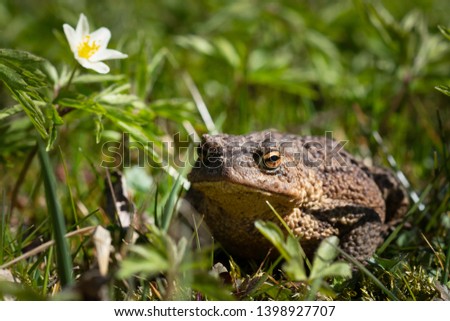 A closeup view of a large toad sitting in short green grass. 