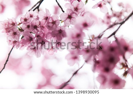 Japanese Cherry Blossom Spring Japan