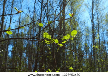 The leaves of the plant closeup. Spring landscape, update. Natural background.