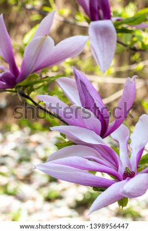 magnolia tree with blooming. spring flowers