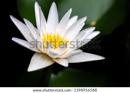 selective focus Solitary Blue Water Lily, Nymphaea caerulea or Blue Lotus, blue Egyptian lotus,  bloom in tranquil pond with burrly background 