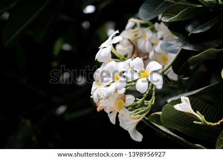 selective focus close up on a group of Plumeria, Frangipani, Temple tree, Beautiful white yellow flower bouquet