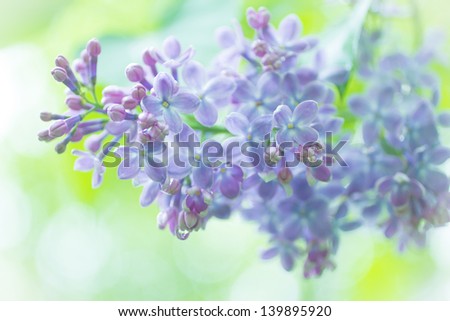 flowers lilac - close-up