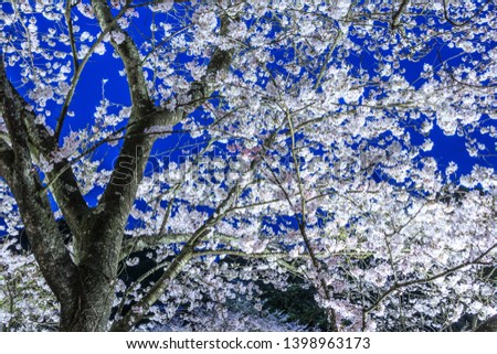 Takeo, Saga prefecture/ JAPAN-March 29 , 2019: Cherry blossom season night view on spring at Mifuneyama Rakuen Royalty-Free Stock Photo #1398963173