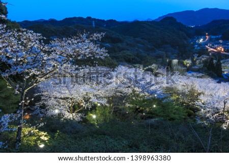 Takeo, Saga prefecture/ JAPAN-March 29 , 2019: Cherry blossom season night view on spring at Mifuneyama Rakuen Royalty-Free Stock Photo #1398963380
