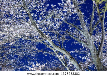 Takeo, Saga prefecture/ JAPAN-March 29 , 2019: Cherry blossom season night view on spring at Mifuneyama Rakuen Royalty-Free Stock Photo #1398963383