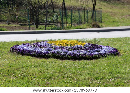 Flower island made of colorful Wild pansy or Viola tricolor or Johnny jump up or Heartsease or Hearts ease or Hearts delight or Tickle my fancy or Jack jump up and kiss me or Come and cuddle me