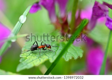 Beautiful macro shot of ant on leaf in grass. Natural colorful background.