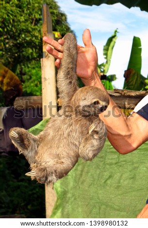 Sloth on Amazon river, Peru