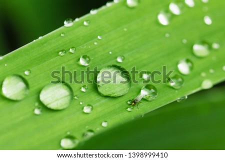Green leaf of plant with water drops close up. Fresh abstract background.