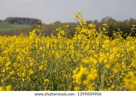 field yellow plant rape country on the street colorful scene