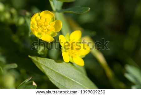 Macro shot of little yellow flower against dark green background