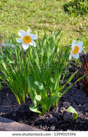 Daffodils, early spring flowers. Primroses. Yellow, white flowers. The flower bed in the garden. Flowerbed of beautiful flowers in the garden.