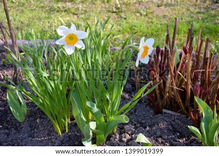 Primroses. Daffodils, early spring flowers. Yellow, white flowers. Flower bed in garden. Flowerbed with beautiful flowers in the garden.