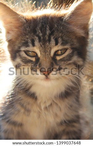 Cat Background animal pussycat face