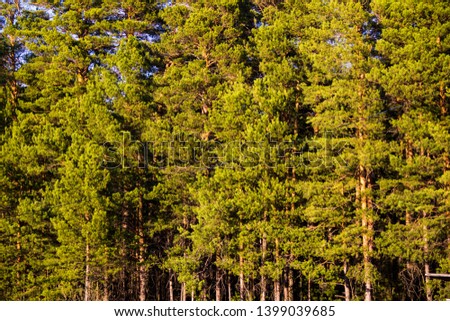 Photos of pines in green tones