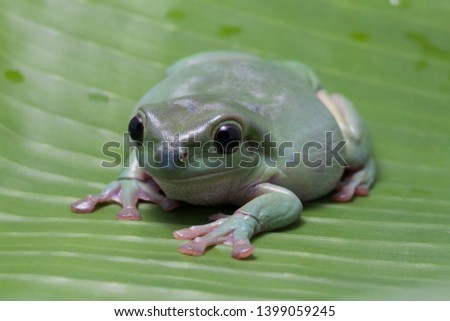 Dumpy frog on the leaves 