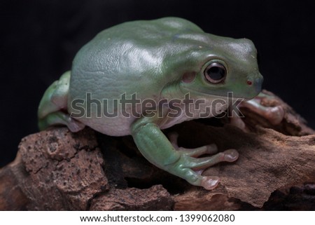Close up dumpy tree frog / White's tree frog