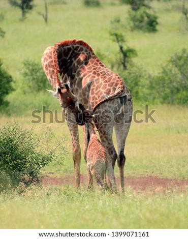 Giraffe baby born in Park, South Africa