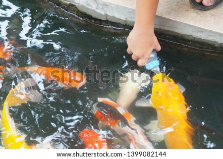 Man feeding colorful and fancy carp fish with baby or feeding bottle in the pond for decoration in Japanese garden. Nature, pet and wildlife concept