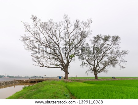 Silhouette Bombax Ceiba tree in rural Vietnam, so beautiful and peaceful