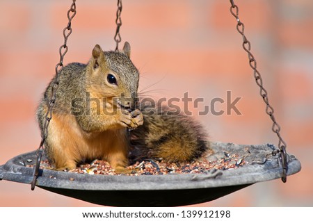 Young Fox squirrel (Sciurus niger) sitting on bird feeder and eating seeds